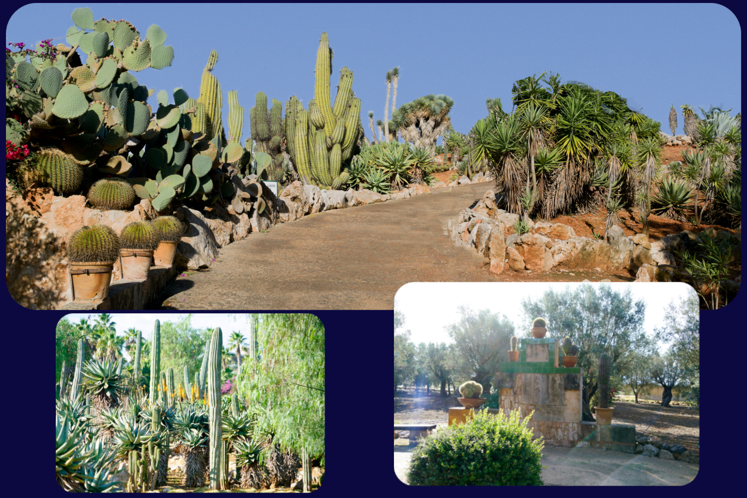 Mallorca Botanicatus
